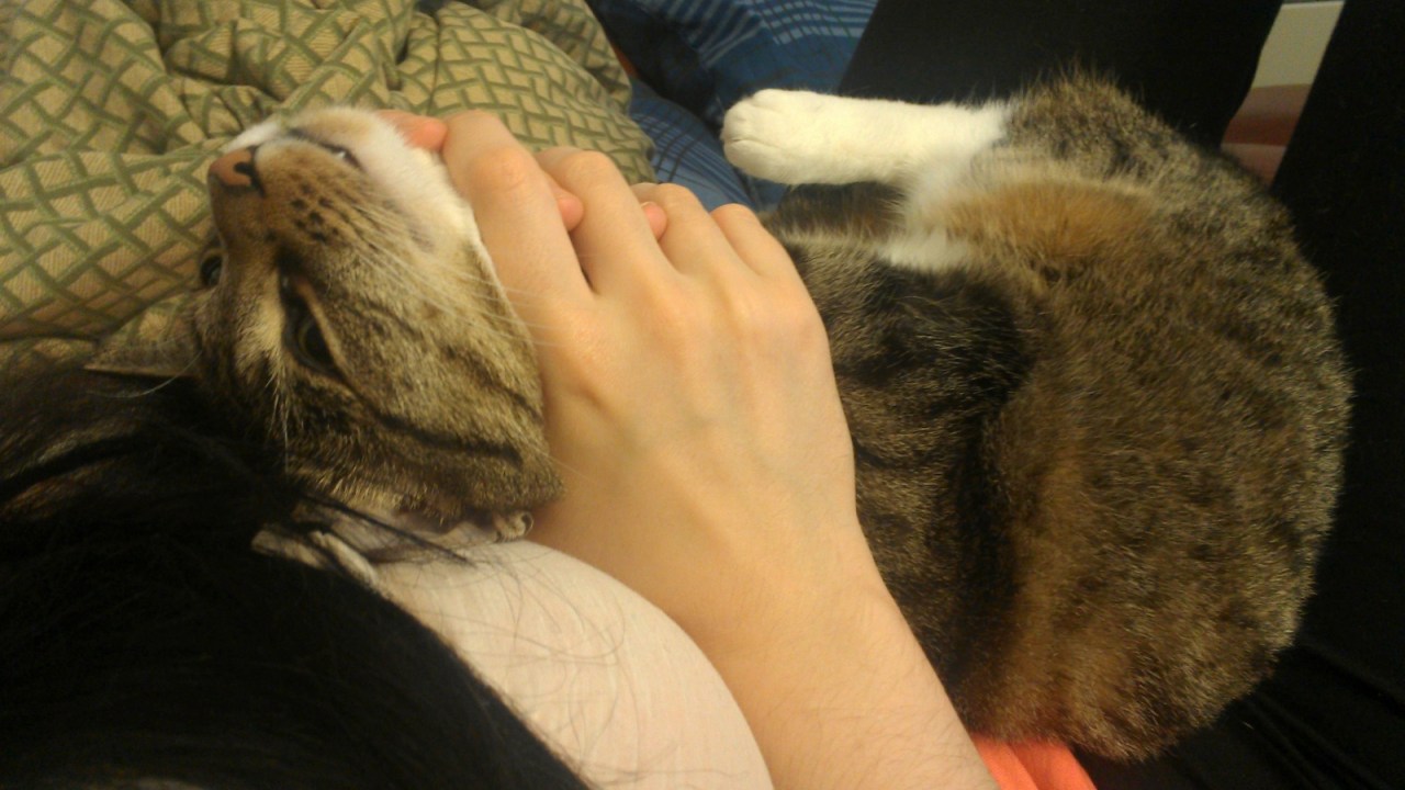 What is the life goal of a house&nbsp;cat?