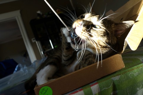 Luna about to chomp thing attached to string