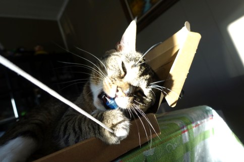 Luna chomping and trying to crack thing attached to string