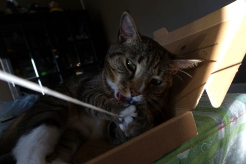 Luna chomping thing attached to string with tongue out