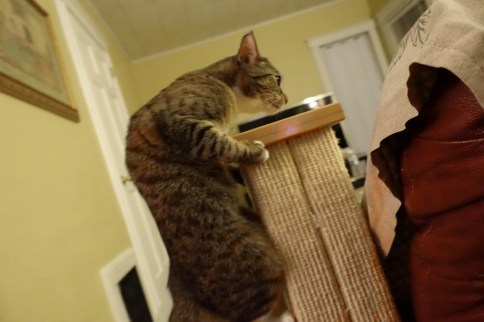 Luna clinging to scratching post with paws under ridge