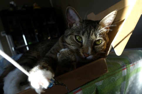 Luna grabbing thing attached to string