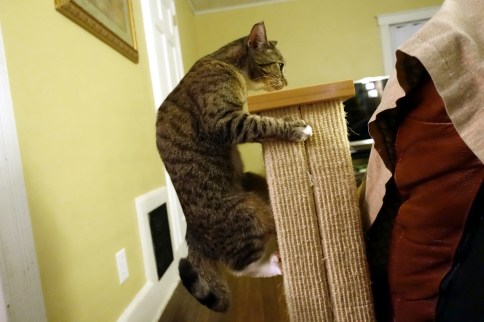 Luna grappling scratching post