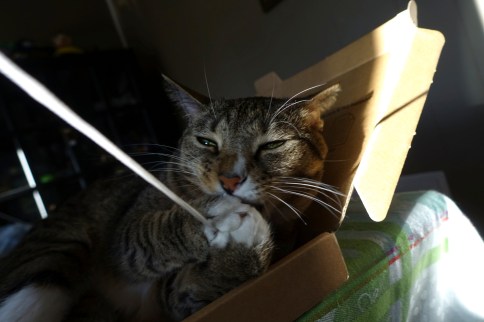 Luna grasping thing attached to string for chomping