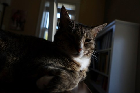 Luna half in darkness with squinting eye