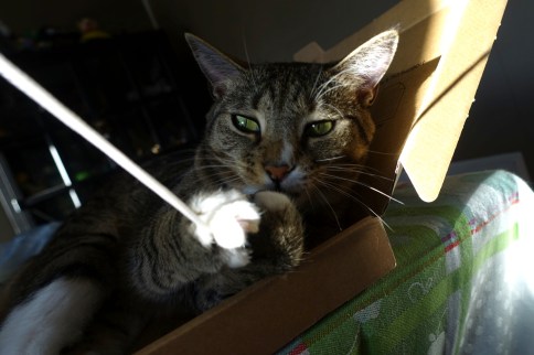 Luna holding thing attached to string close