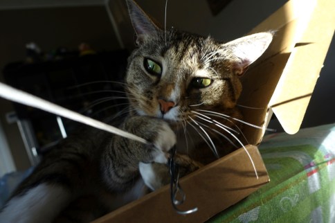 Luna holding thing attached to string