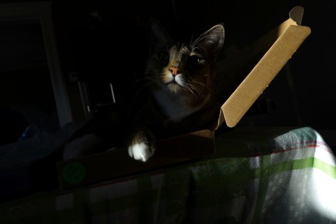 Luna in keyboard box barely visible from darkness