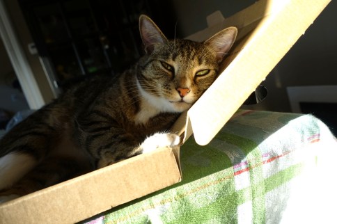 Luna in keyboard box looking forward and head resting to right