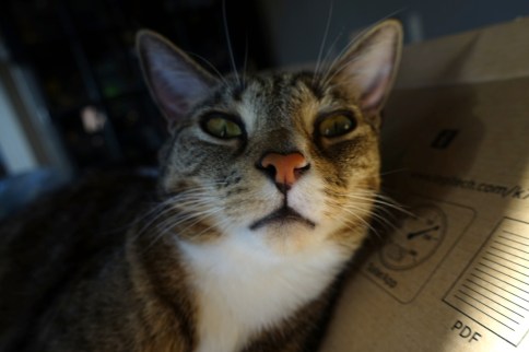 Luna in keyboard box looking forward