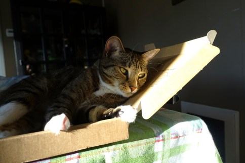 Luna in keyboard box looking to right
