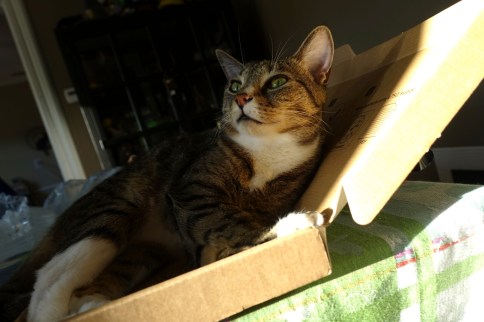 Luna in keyboard box looking up and to the left