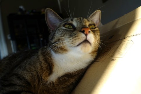 Luna in keyboard box looking up and to the right