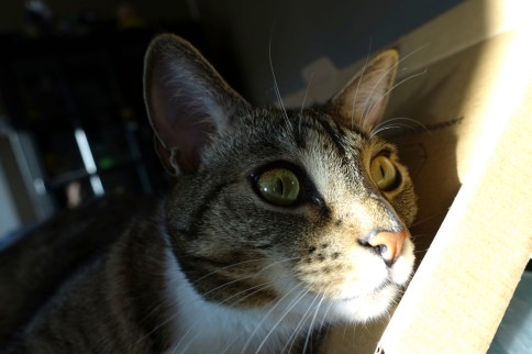 Luna in keyboard box looking wide-eyed to right close up