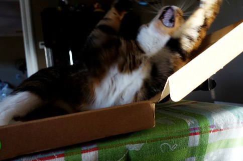 Luna in keyboard box stretching and yawning