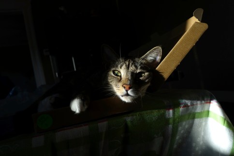 Luna in keyboard box with face looking forward from darkness
