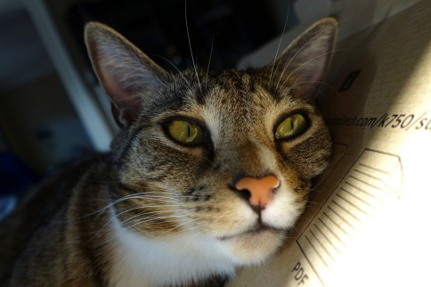 Luna in keyboard box with head resting right looking right
