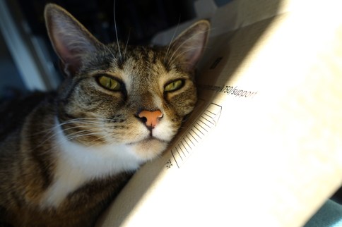 Luna in keyboard box with head resting right