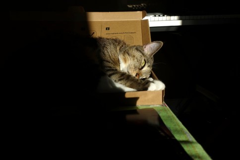 Luna in keyboard box with head to side and eye behind tail
