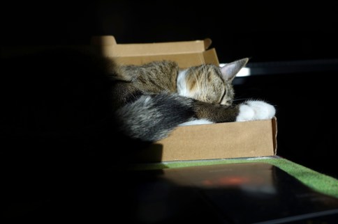 Luna in keyboard box with head to side behind tail
