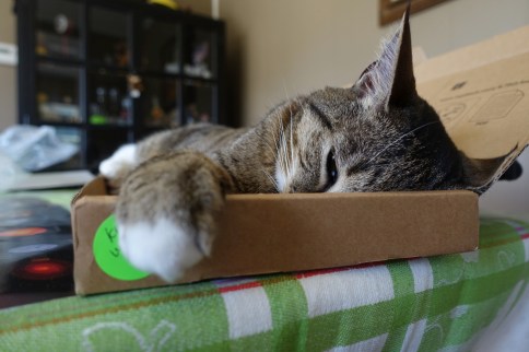 Luna in keyboard box with one tired eye and paw showing
