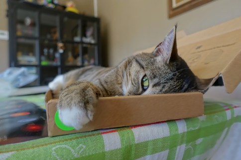 Luna in keyboard box with one wider eye and paw showing