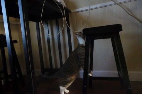 Luna investigates stool