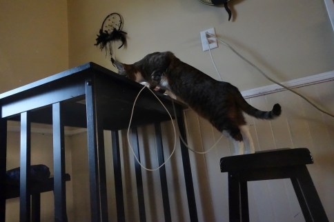 Luna investigates table