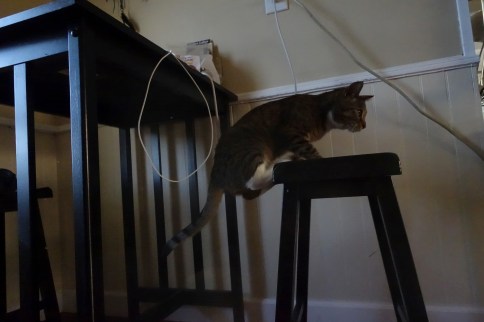 Luna leaps on stool