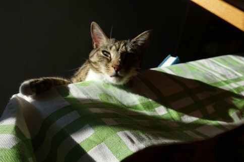 Luna looking down from table with paw out