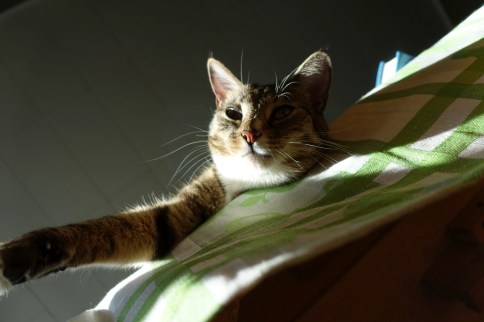 Luna looking over edge of table with front leg