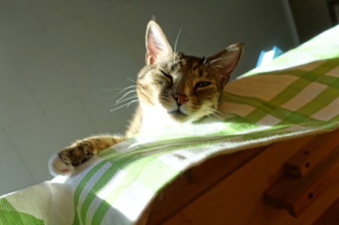 Luna looking over edge of table with paw and bright light HDR