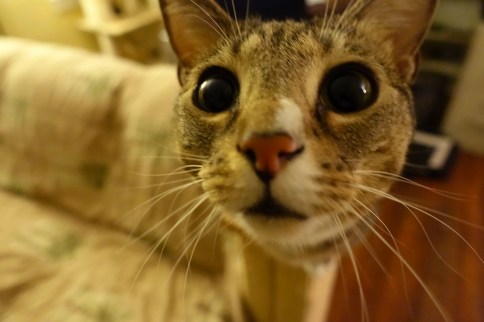 Luna looks at camera closely from scratching post