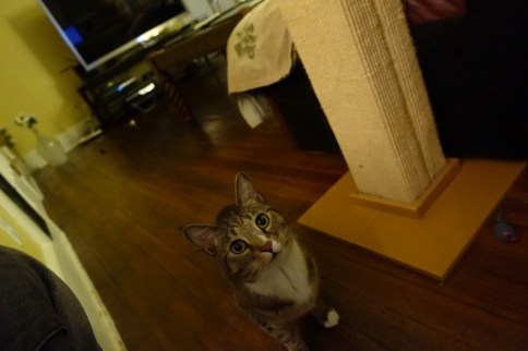 Luna near scratching post looking to camera