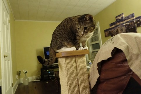 Luna on scratching post looking to left