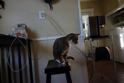 Luna on stool looking to the right