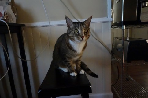 Luna on stool