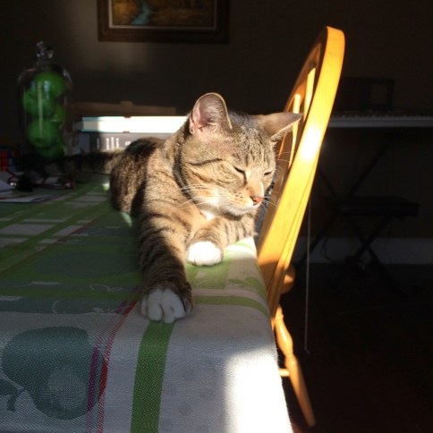 Luna on table in somewhat darkness sleepy facing right