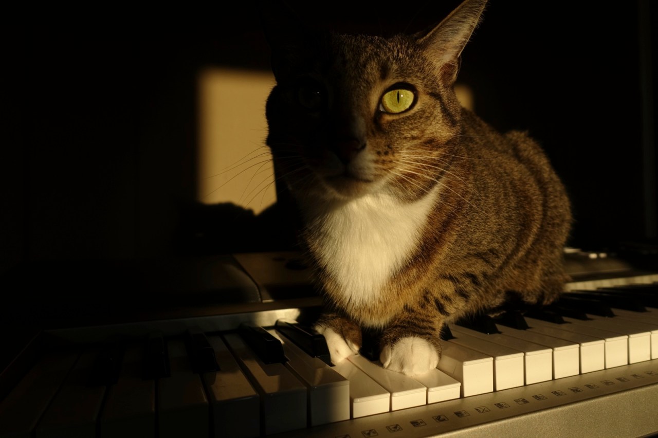 The grand performance of Luna, the&nbsp;virtuoso