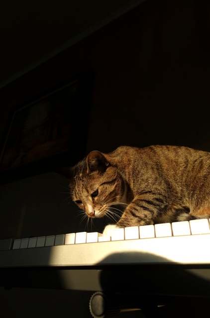 Luna plays note on keyboard