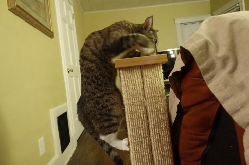Luna pulling herself onto scratching post