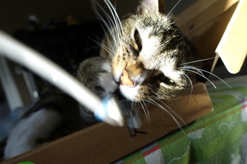 Luna really chomping thing attached to string