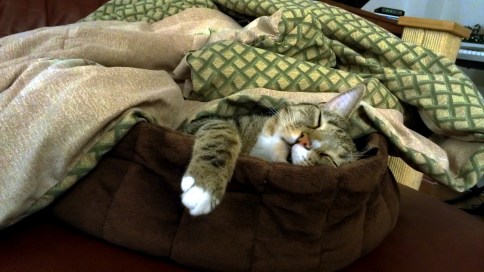 luna sleeping in cat bed with blanket corrected
