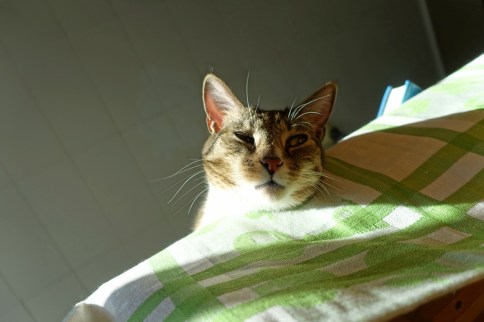 Luna squinting over edge of table to side and bright light