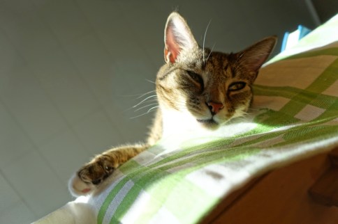 Luna squinting over edge of table to side with paw and bright light
