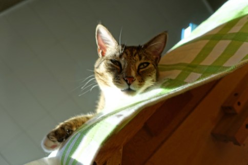 Luna squinting over edge of table with paw and bright light