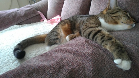 luna with paw over chair arm