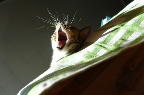Luna yawning over edge of table