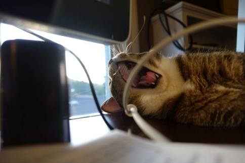 Luna yawns forward from behind wires
