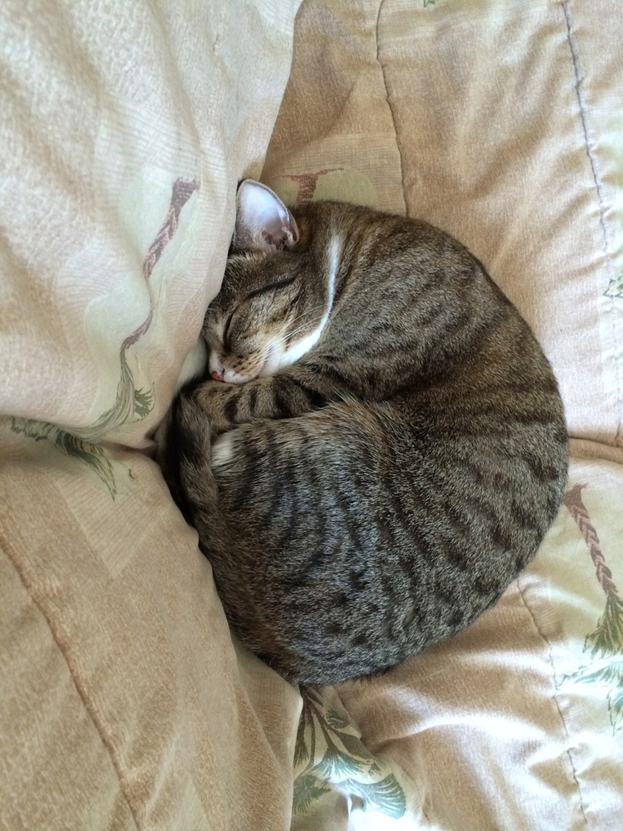 Why is it taboo to make clothing from cat fur as opposed to other animal&nbsp;furs?